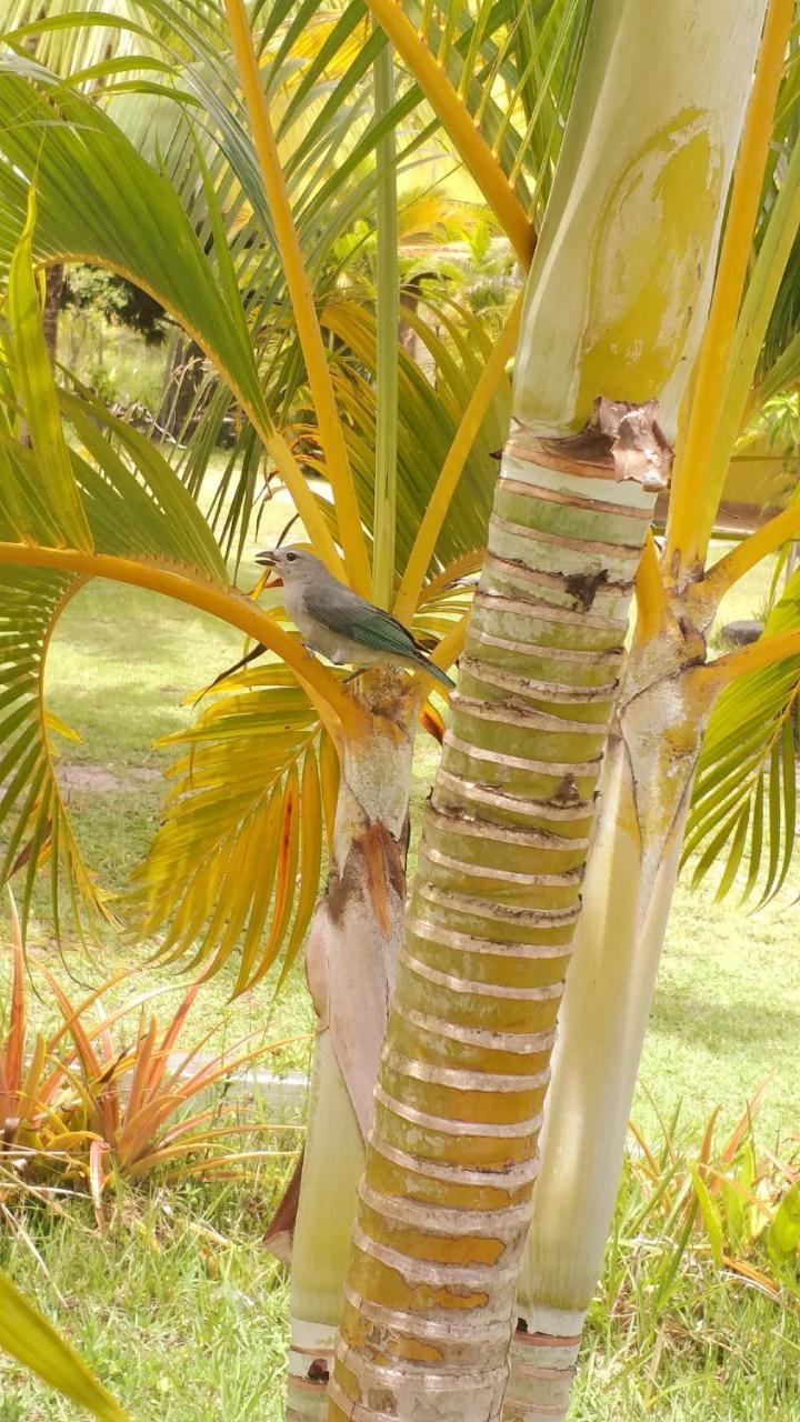 Hotel Pousada Vida Mar Barra Grande  Esterno foto